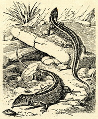 Obraz premium Sand lizards (Lacerta agilis)