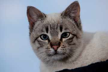 Fototapeta premium cat closeup