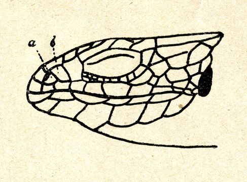 Head of viviparous lizard (Zootoca vivipara)