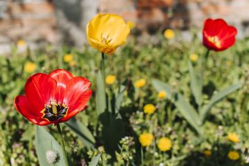 Fototapeta premium Tulips in the garden