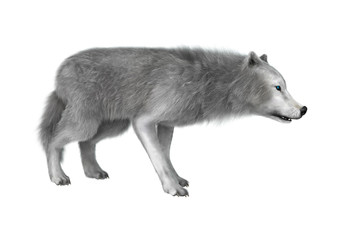 3D Illustration Polar Wolf on White