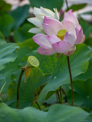 Lotus flower in natural pond