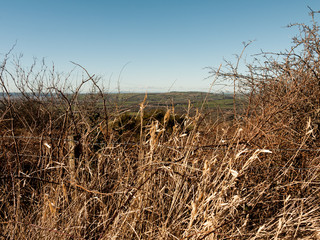 Dead Grass Closeup