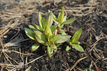 Young green shoots of phlox. Springtime in the garden.