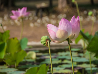 Obraz premium Lotus flower in natural pond