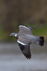 Common Wood Pigeon, Wood Pigeon, Columba palumbus