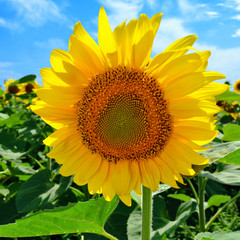 Sunflower in the field
