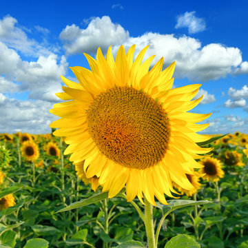 Beautiful Sunflower on the field