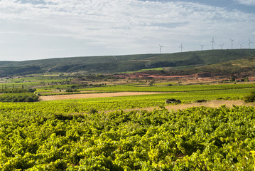 Fototapeta na wymiar Vineyard in Languedoc-Roussillon (France)