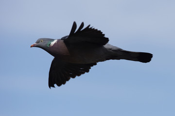 Common Wood Pigeon, Wood Pigeon, Columba palumbus