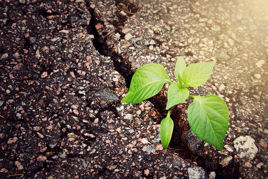 Green Plant Growing From Crack In Asphalt