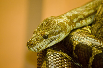 carpet python