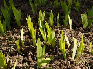 growing green leaves of iris plant in a garden