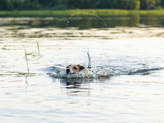Dog swimming and making funny splashes by tail