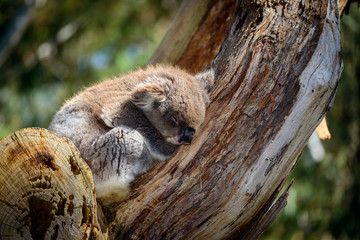 Sleeping koala bear