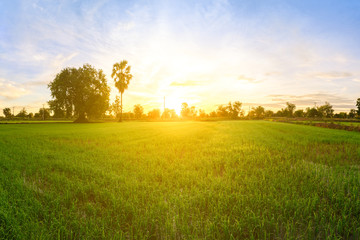 Obraz premium Rice field in morning.
