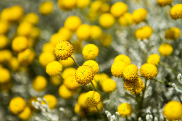 yellow flower background