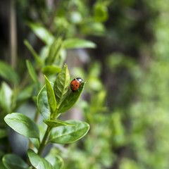 Ladybug on the hedge