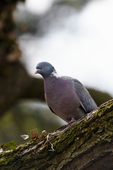 Common Wood Pigeon, Wood Pigeon, Columba palumbus