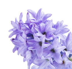 Blue Hyacinth Flower