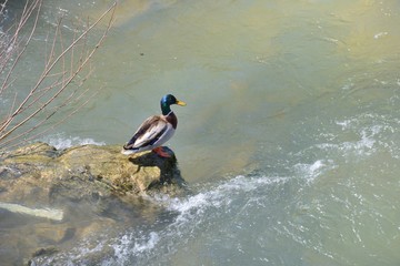 Duck on the river