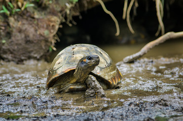 Beautiful green turtle entering river from muddy riverbank, frontal angle
