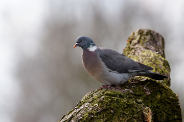 Common Wood Pigeon, Wood Pigeon, Columba palumbus
