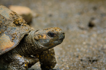 Closeup of beautiful green turtles head standing in natural habitat with right eyes clearly visible towards camera