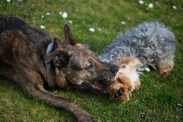 spielende Hunde auf der Wiese