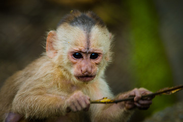Fantastic closeup photo of playful cute little monkey from amazon jungle Ecuador