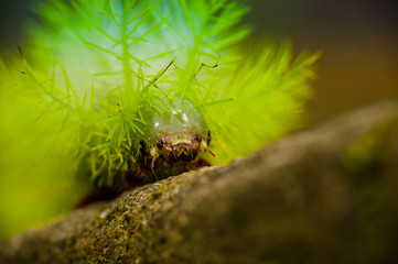 Small green bug crawling through neon colored plant on wooden branch in amazon jungle Ecuador