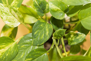 Fototapeta na wymiar Epipremnum aureum, plant with bright green leaves with yellow pattern