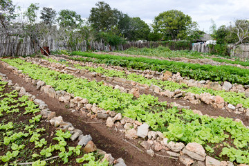 Fototapeta na wymiar Rows of fresh lettuce plants in the countryside of Giron