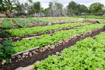 Fototapeta na wymiar Rows of fresh lettuce plants in the countryside of Giron