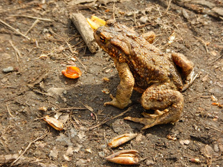 Erdkröte (Bufo bufo) auf der Krötenwanderung