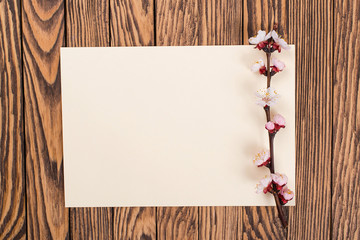 Spring Blossom over wood background. Spring Flowers on wooden background