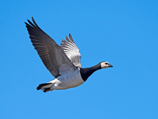 Barnacle goose (Branta leucopsis)