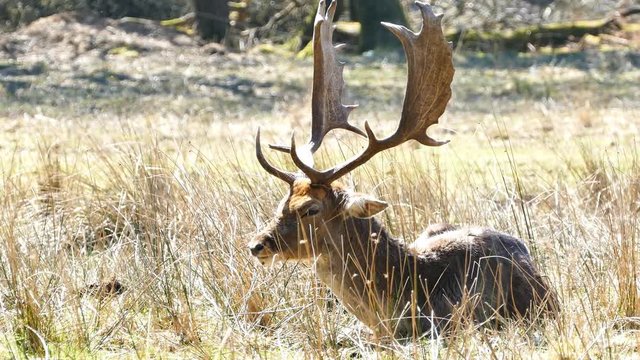 4K video of Wild deer in New Forest National Park, UK