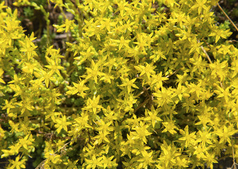 Fresh Hypericum perforatum flowers closeup