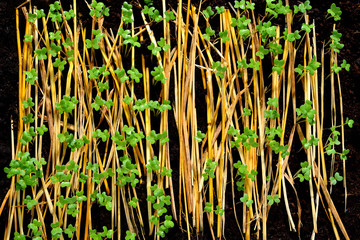 Obraz premium Group of green sprouts growing out from soil 