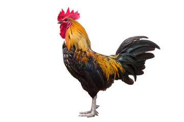 Red cock isolated on white background - obrazy, fototapety, plakaty