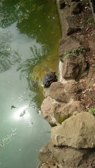 tartaruga sulla riva