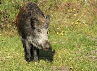 big pig on walk on the wood - scrofa
