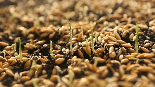 Sowing Wheat Crop. Wheat Green Seeds, a Raw Food Diet. Healthy Vegetarian Food concept: Germination of Wheat at home, Growing and Agriculture. Spring landing.
