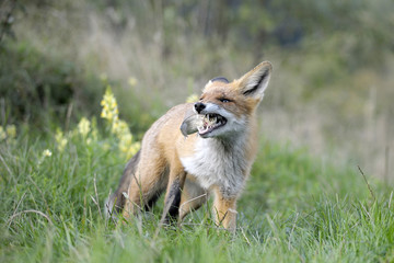 red fox with fish