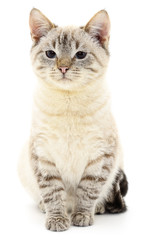 Kitten on a white background