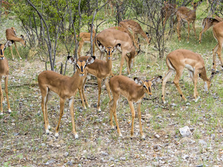 Impala, Schwarzfersenantilope, auch Schwarznasenimpala (Aepyceros melampus petersi), Weibchen und Männchen, Ongaya Wild Reservat, Outja, Namibia, Afrika