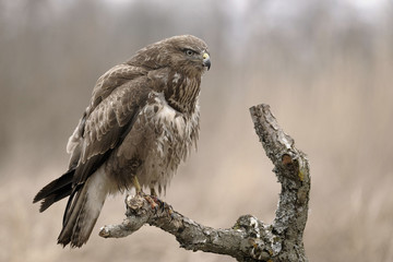 Bird of prey Buteo buteo in search of mice