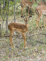 Impala, Schwarzfersenantilope, auch Schwarznasenimpala (Aepyceros melampus petersi), Weibchen,...