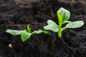 Plant Growing concept